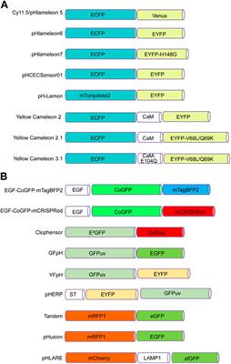 Progress in pH-Sensitive sensors: essential tools for organelle pH detection, spotlighting mitochondrion and diverse applications
